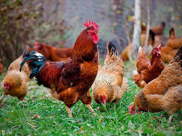 Породы куриц | ЗооТом - продажа, вязка и услуги для животных в Кантемировке