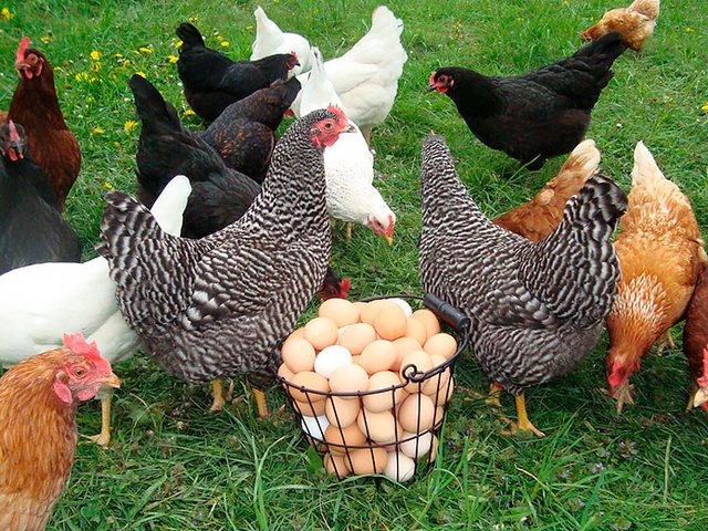 Содержание кур и уход за ними | ЗооТом - продажа, вязка и услуги для животных в Кантемировке