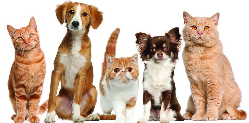 Доска объявлений о животных | ЗооТом - продажа, вязка и услуги для животных в Кантемировке