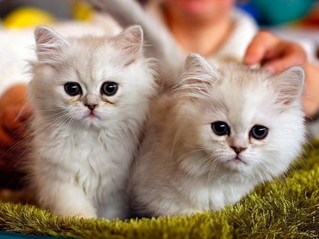 Породы кошек в Кантемировке | ЗооТом портал о животных