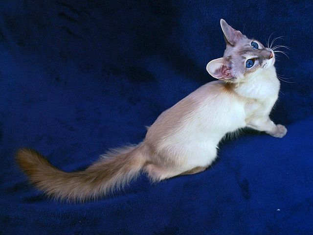 Выведенные породы кошек в Кантемировке | ЗооТом портал о животных