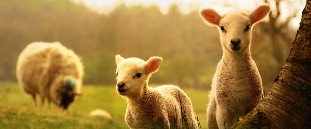 Объявления о сельскохозяйственных животных | ЗооТом - продажа, вязка и услуги для животных в Кантемировке