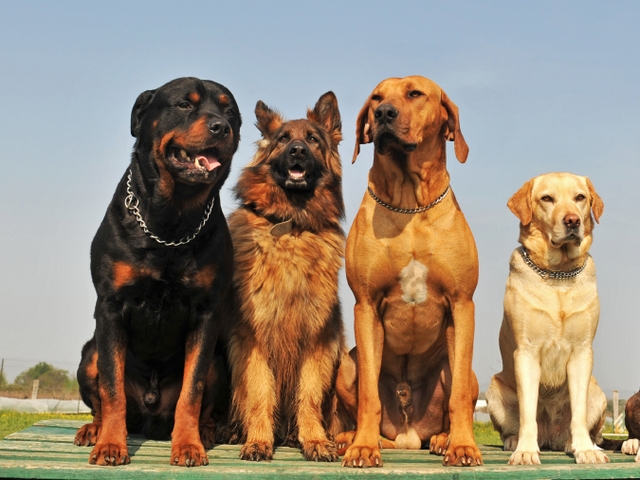Крупные породы собак в Кантемировке | ЗооТом портал о животных